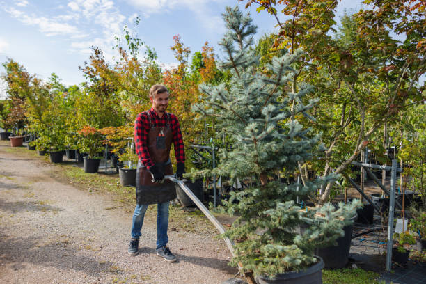 Iron River, MI Tree Service Company